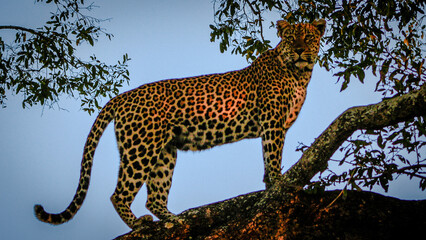 leopard in the tree © Sig