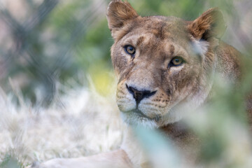 A lioness among tall grass.