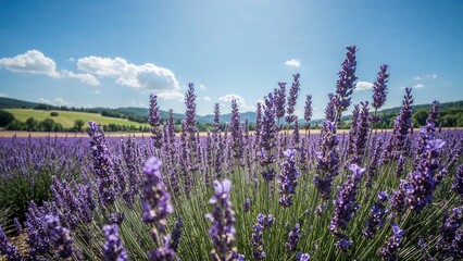 Naklejka premium Lavender field in full bloom under a bright blue sky with clouds, lush green landscape in the background.