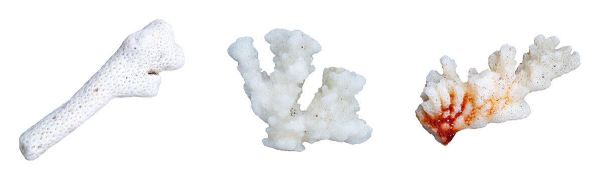 collection of coral mollusk on white background isolated
