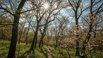 Fototapeta premium Bright sunlight peeks through leafless and flowering trees in a forest during the daytime. Nature, trees, and sunlight.
