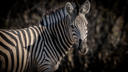 zebra close up © Sig