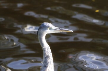 great blue heron