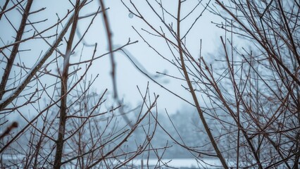 Image of leafless tree branches against a cloudy sky. Nature and winter scene. Bare branches and overcast weather. The scene captures the stillness of wintertime.