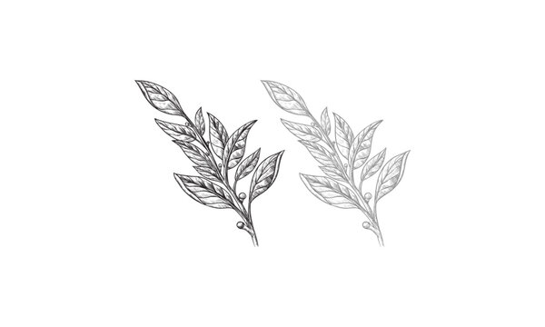 Hand-Drawn Sketch of Two Bay Laurel Branches with Leaves and Berries