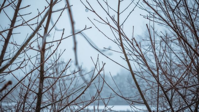 Image of leafless tree branches against a cloudy sky. Nature and winter scene. Bare branches and overcast weather. The scene captures the stillness of wintertime.