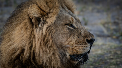 portrait of a lion © Sig