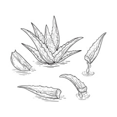 Aloe vera plant and sliced leaves, sketch vector illustration. Natural herbal medicine or cosmetics ingredient. Hand drawn isolated design elements