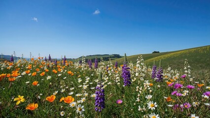 A colorful flowered field with orange, purple, and white flowers under a blue sky on a sunny day.
