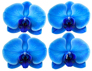 Four blue orchids in a row
