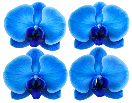 Four blue orchids in a row