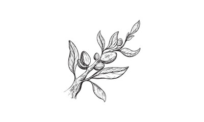 Branch of tea plant vector illustration. Scratch board style imitation. Hand drawn image.