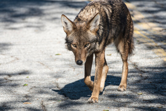 Menacing looking wild coyote approaching.  Photo taken at Griffith Park in Los Angeles California.