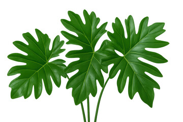 Philodendron pinnatifidum plant leaves isolated, tropical green foliage on transparent background, botanical design element