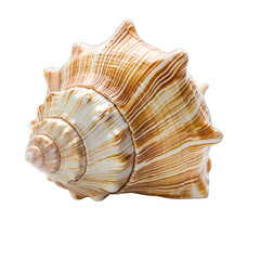 Obraz premium A Single Whorled Seashell with Intricate Spiral Patterns in Warm Tones Isolated on a Black Background with Soft Shadow