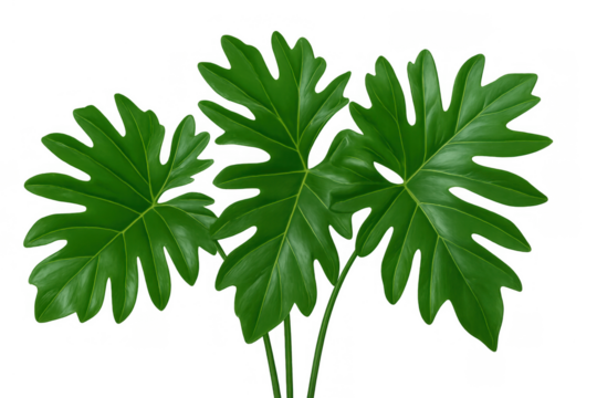 Philodendron pinnatifidum plant leaves isolated, tropical green foliage on transparent background, botanical design element