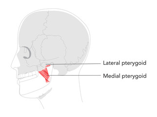 Lateral Medial pterygoid - Human chewing muscle depicted in labeled diagram, facilitates mandibular protrusion and lateral movement, vital for jaw opening, clinical study, and dental education