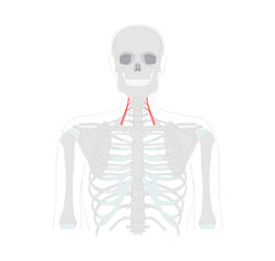 Anterior scalene - Human neck muscle anatomy chart located on the lateral neck, assists in elevating the first rib during respiration and lateral neck flexion medical and educational reference