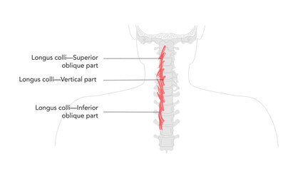 Longus colli - Deep cervical muscle depicted in labeled anatomy, flexes neck and assists rotation, essential for spine support and education