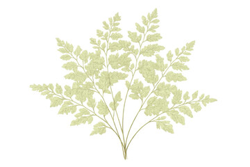Naklejka premium Green fern plant foliage creating natural botanical illustration with transparent background for design elements