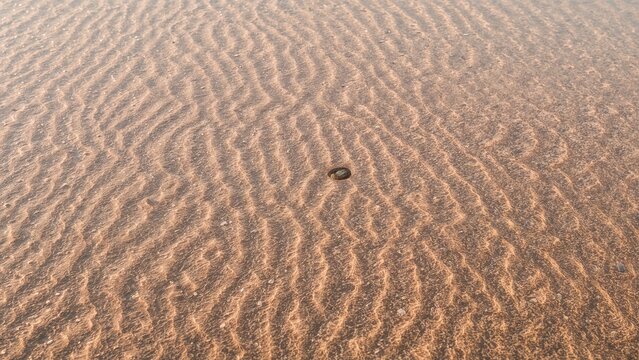 A lone tire track on rippled desert sand surface. - Powered by Adobe