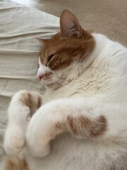 Orange Tabby Cat Sleeping with Curled Paws