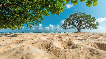 A sandy beach scene with a large tree on the horizon, green foliage at the top, blue sky with clouds, and calm water in the background.