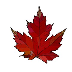 Hand drawn illustration of Maple leaf. Ideal for nature-themed designs, seamless floral patterns, stationery, wall art, wedding decor, and various DIY craft projects.