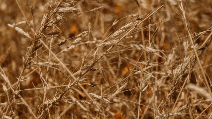 Fototapeta premium Dry grass and plants in a field, with golden brown hues and wind-blown appearance.