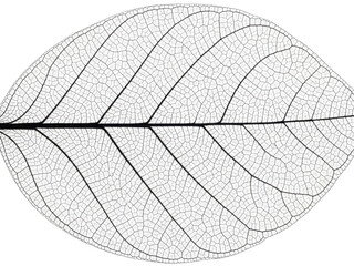 Obraz premium Leaf skeleton delicate veins transparent isolated clean white background
