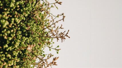 Close-up of green and brown plants with small leaves against a plain background.