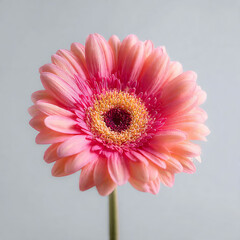 gerbera
