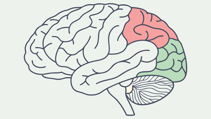 Illustration of the Human Brain Anatomy in a Flat Design