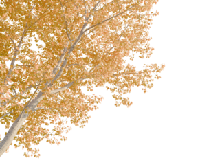 Populus tremula tree corner view, cutout, transparent background, 8k isolate, Golden aspen tree with vibrant fall foliage adding autumnal beauty now