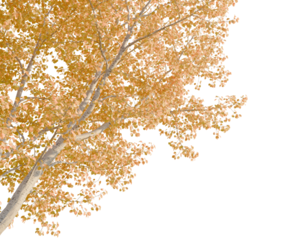 Populus tremula tree corner view, cutout, transparent background, 8k isolate, Golden aspen tree with vibrant fall foliage adding autumnal beauty now