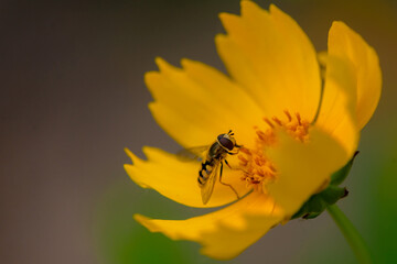The blooming chrysanthemums attract aphids, flies, and bees to collect nectar