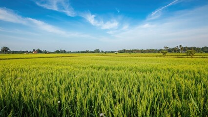 Obraz premium Vast green rice field under blue sky with clouds and trees, rural landscape, agricultural scene. Nature and farming environment, countryside scenery.