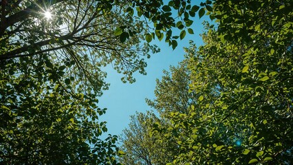 Obraz premium Bright sunlight filtering through a lush green forest canopy on a clear day.
