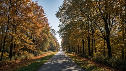 A tree-lined road during autumn with colorful foliage and clear sky.