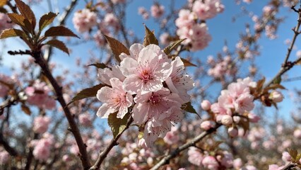 Pink cherry blossoms on branches with a blue sky in the background.