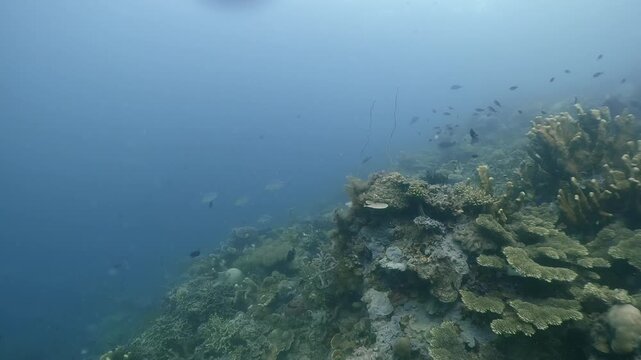 Underwater scubadiving scenery of a pack of Jackfishes  in cinematic slow-motion, high resolution