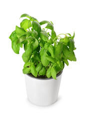 Naklejka premium Pot with fresh green basil on white background