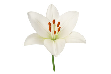 Obraz premium White lily flower blooming with transparent background