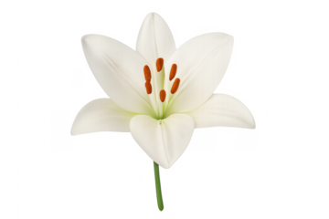 White lily flower blooming with transparent background