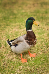 Green-Neck Ducks – Colorful Waterfowl by the Water”