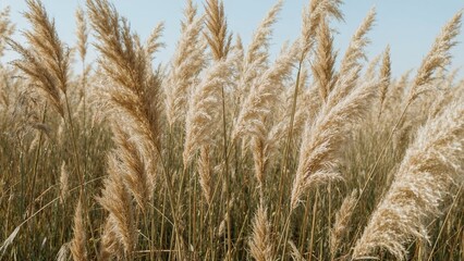 Obraz premium Tall prairie grass with fluffy seed heads swaying in the breeze.