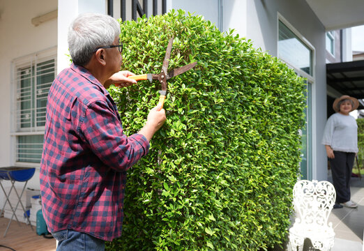 Senior Man Trimming Garden Hedge Outdoors, Elderly Man Gardening With Hedge Shears At Home, Active Senior Doing Yard Work While Woman Looks On