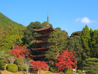 瑠璃光寺（山口県）の紅葉4
