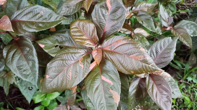 Acalypha wilkesiana features bold, colorful foliage with rich shades of red, copper, and green. Its striking leaf patterns make it a standout ornamental plant in tropical landscapes.