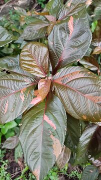 Acalypha wilkesiana features bold, colorful foliage with rich shades of red, copper, and green. Its striking leaf patterns make it a standout ornamental plant in tropical landscapes.